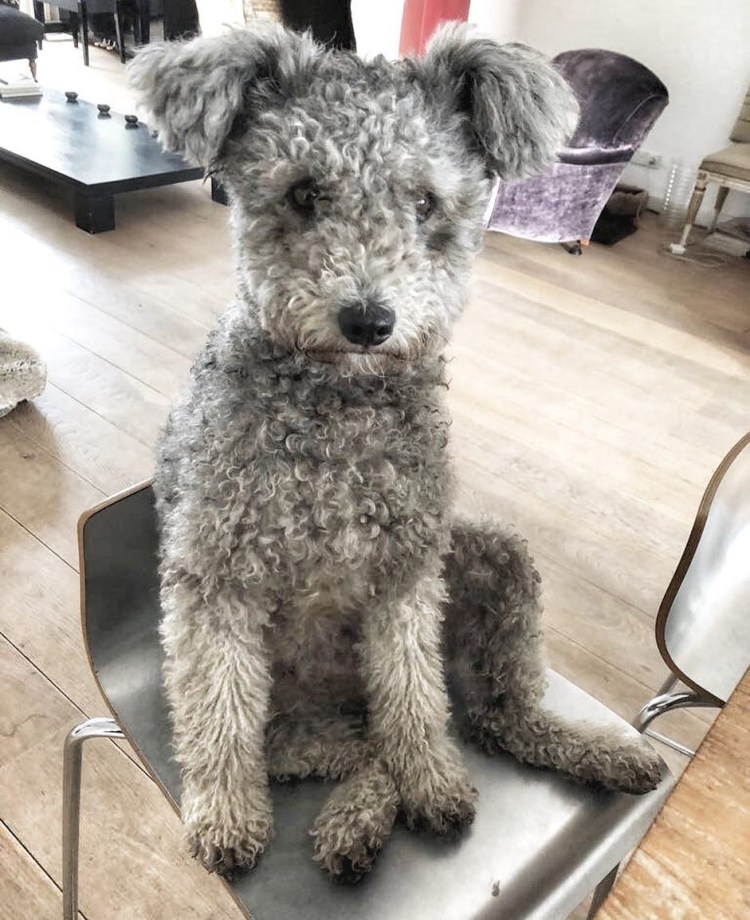 Порода собак пули Пуми