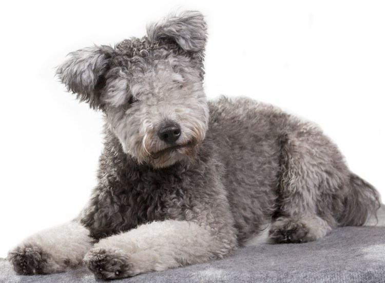 Венгерская овчарка Пуми