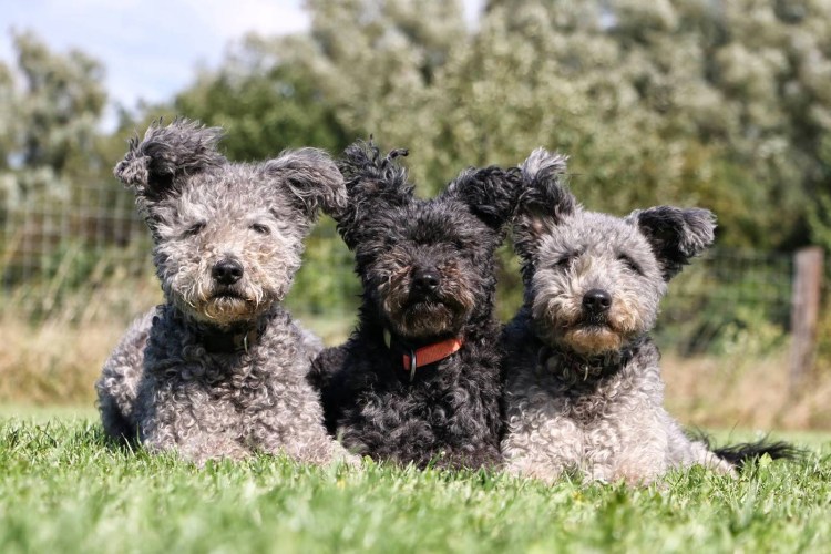 Венгерская пастушья собака Пуми