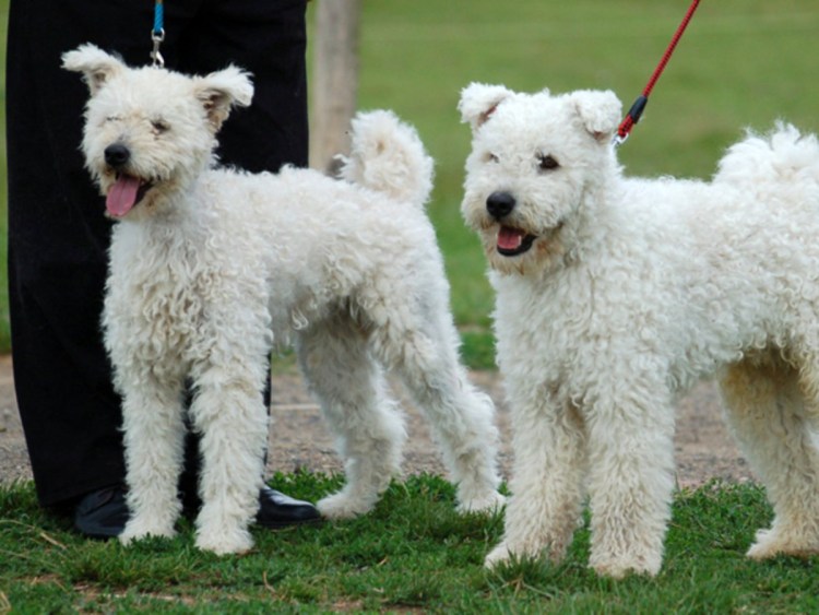 Венгерская порода собак Пуми