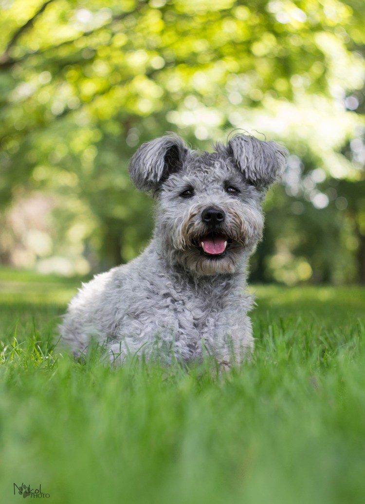 Пуми на выставке собака