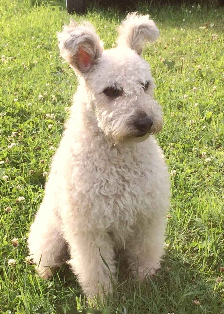 Пумапу порода собак