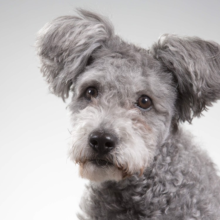 Пуми порода собак