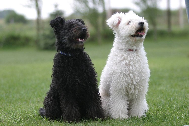 Венгерская овчарка Пуми