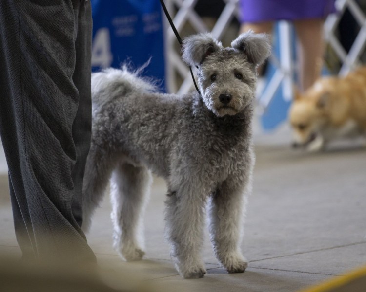 Венгерская овчарка Пуми