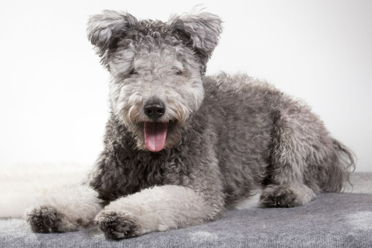 Овчарка Пуми