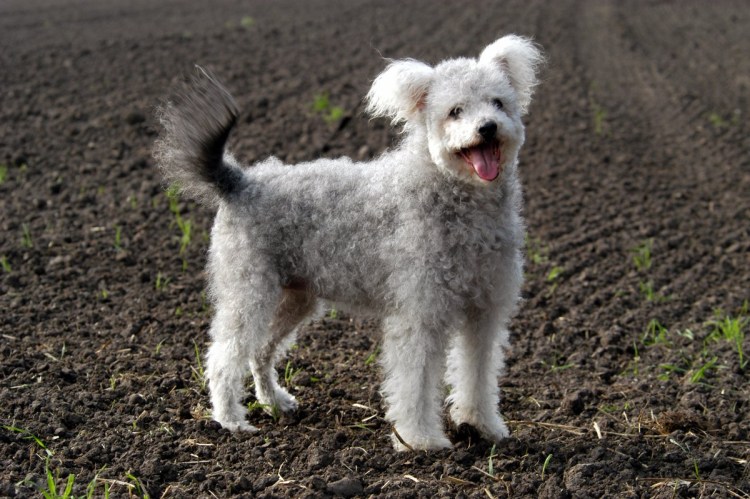 Пуми порода собак