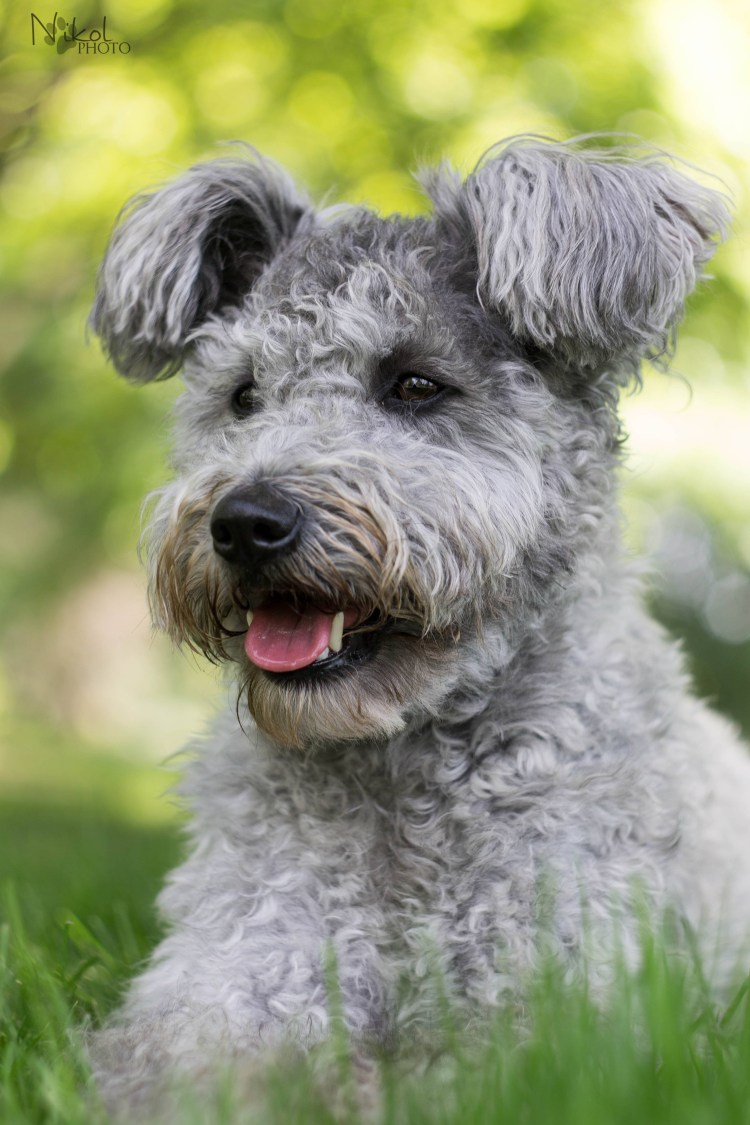 Венгерская пастушья собака Пуми