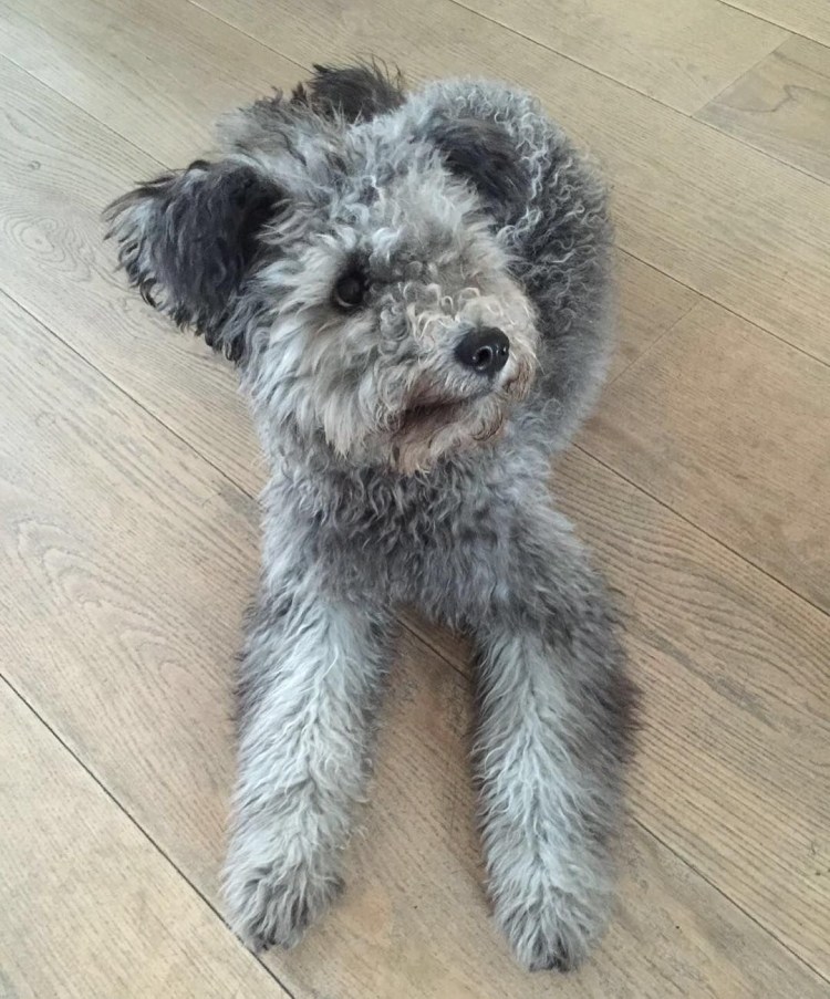 Картинки пумирансов собака