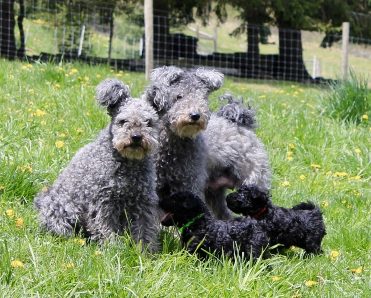 Порода собак пули Пуми