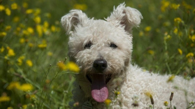 Седая собака