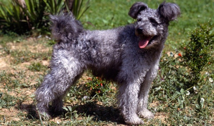 Пули порода собак щенки