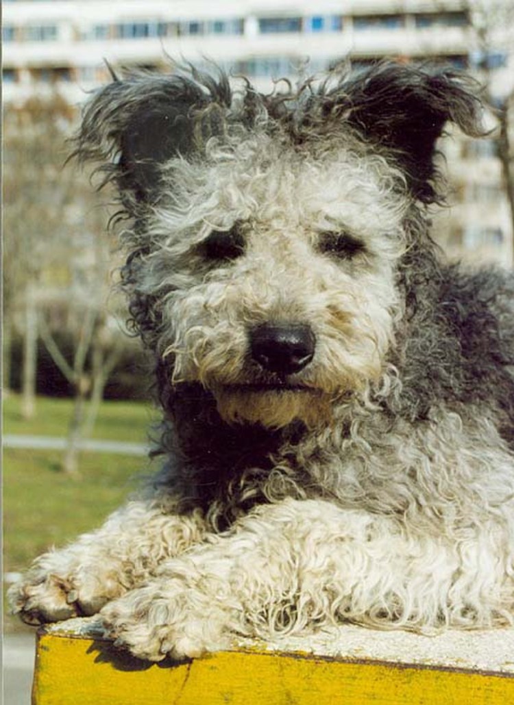 Порода собак Розенштраух