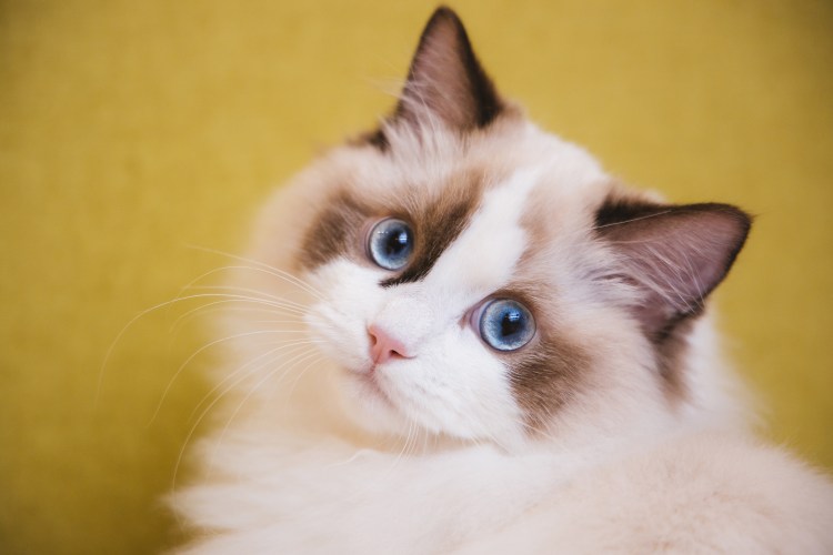 Кошка Рэгдолл голубоглазый