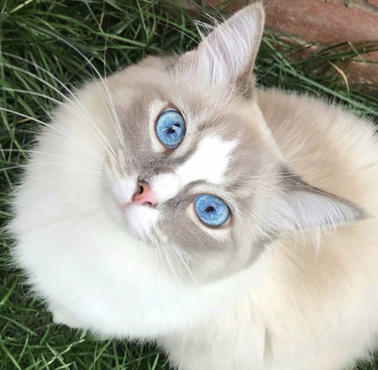 Порода Охос азулес