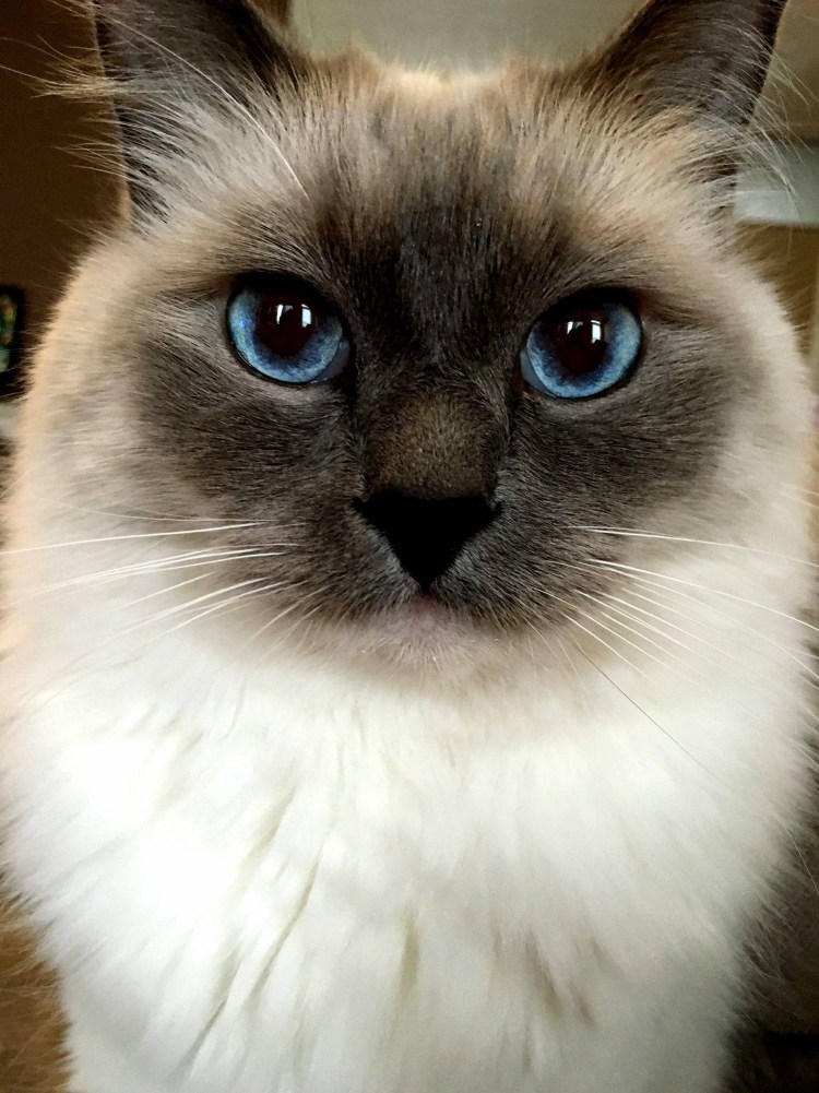 Охос азулес серый полосатый