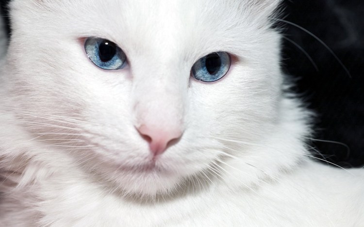 Двуликая кошка Нарния