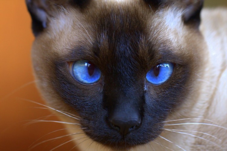 Сиамская кошка черная