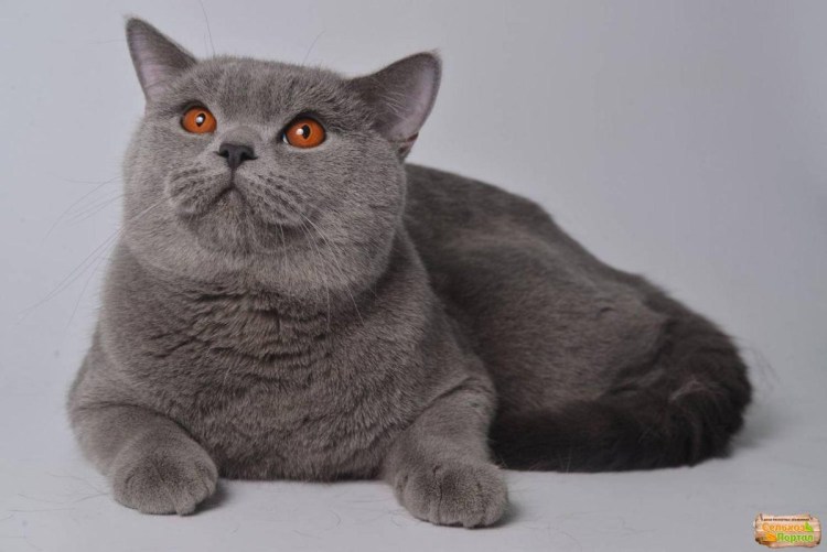 Шотландская кошка страйт