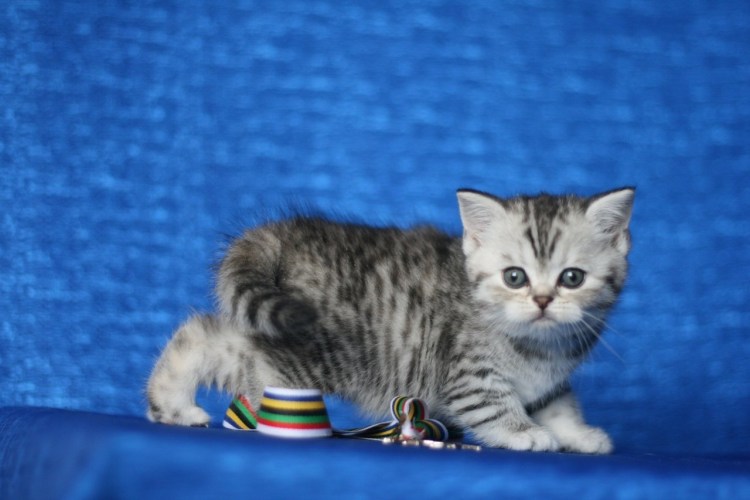 Шотландские котята скоттиш страйт