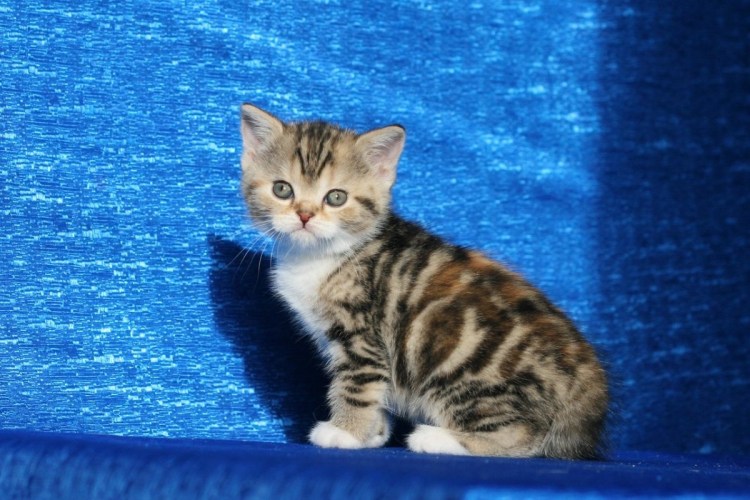 Шотландская прямоухая котенок