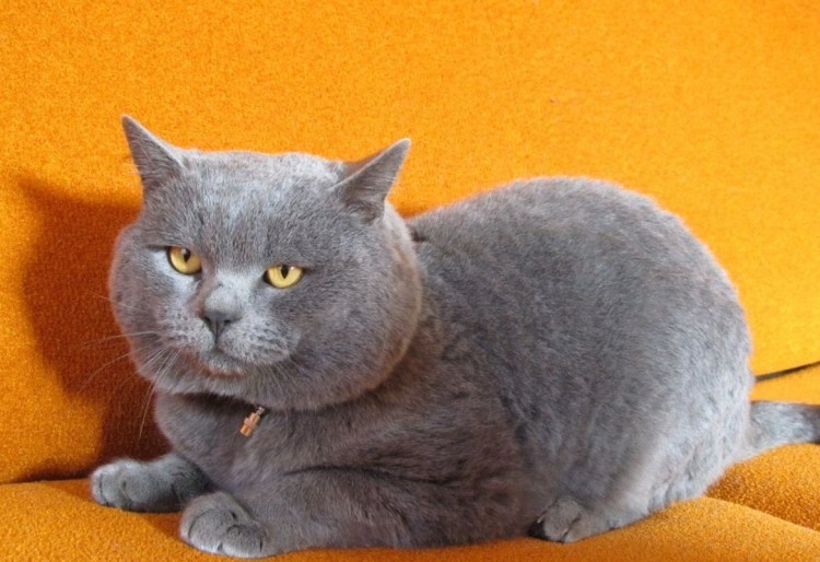 Шотландская кошка прямоухая