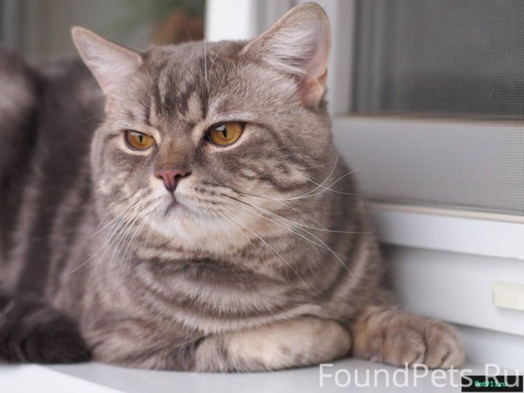 Шотландская кошка скоттиш страйт серая