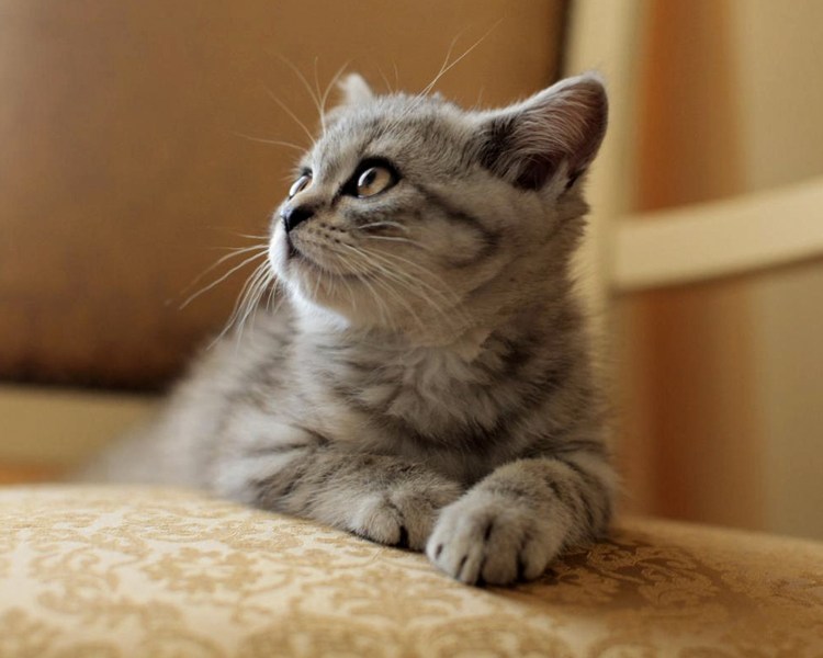 Шотландский кот страйт