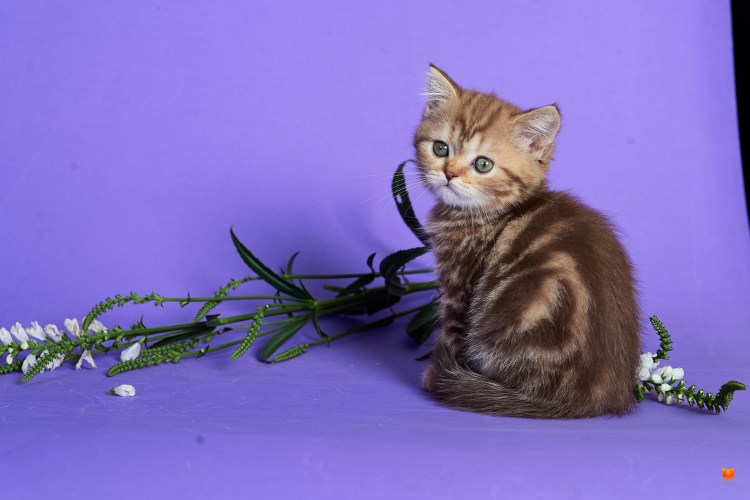 Шотландская прямоухая котенок