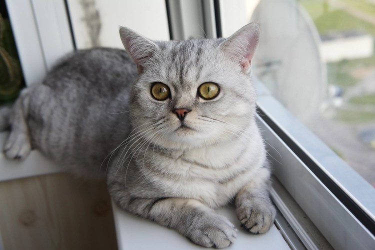 Шотландский скоттиш страйт серый