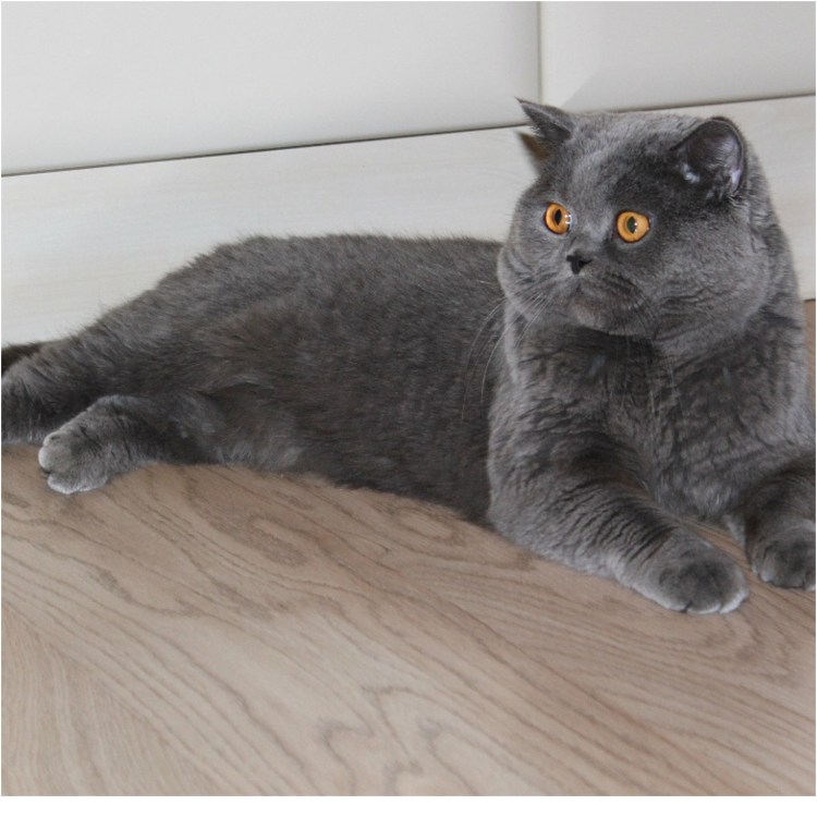 Шотландская кошка прямоухая серая