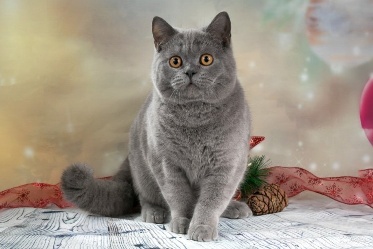 Кот британец прямоухий