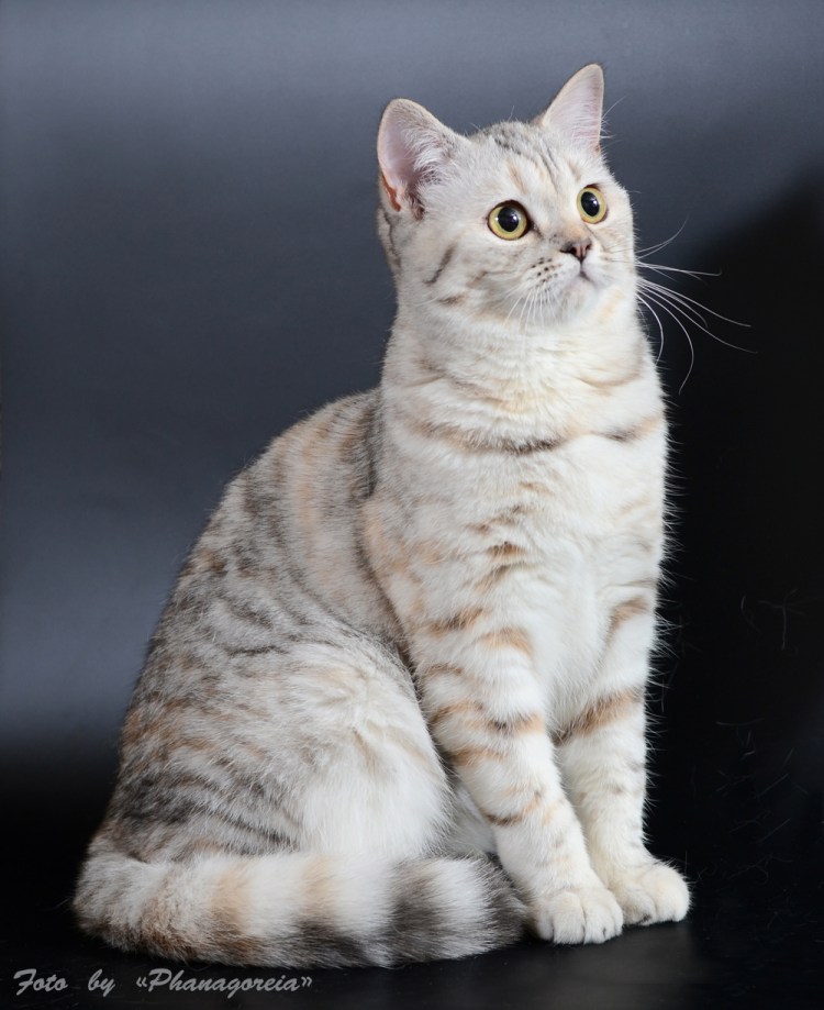 Шотландский скоттиш страйт