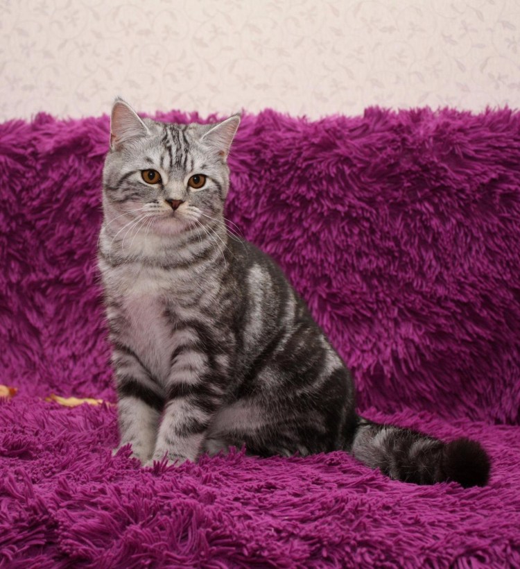 Шотландская вислоухая страйт