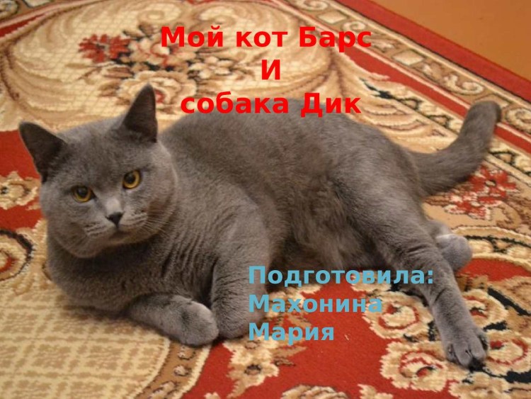 Шотландские коты прямоухие