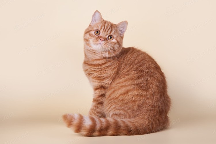 Шотландский скоттиш страйт