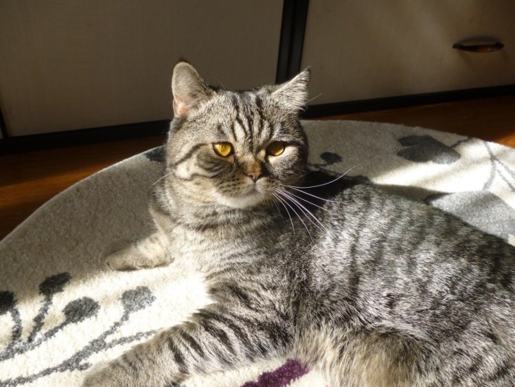 Скоттиш страйт кошка