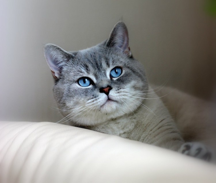 Шотландская кошка прямоухая