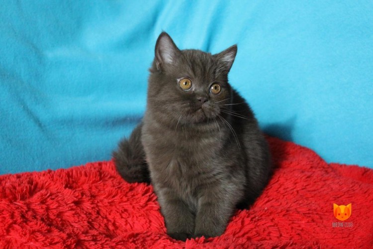 Шоколадный скоттиш страйт кот