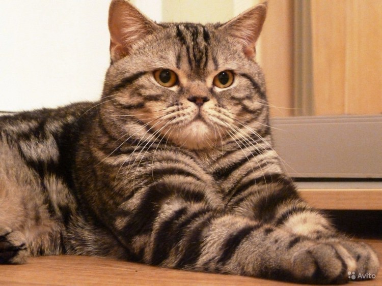 Кот шотландец скоттиш страйт