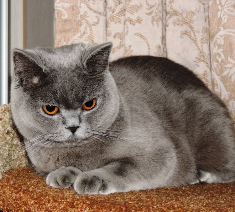 Шотландский скотишскай серый