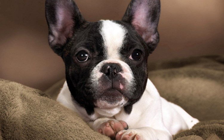 Бостонский терьер бульдог