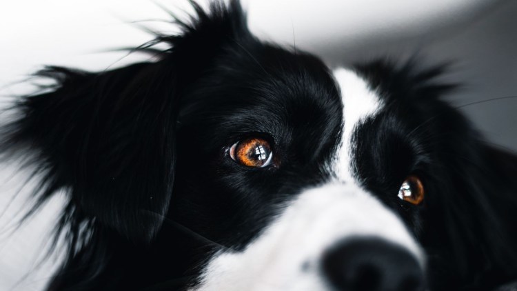 Черно белая собака