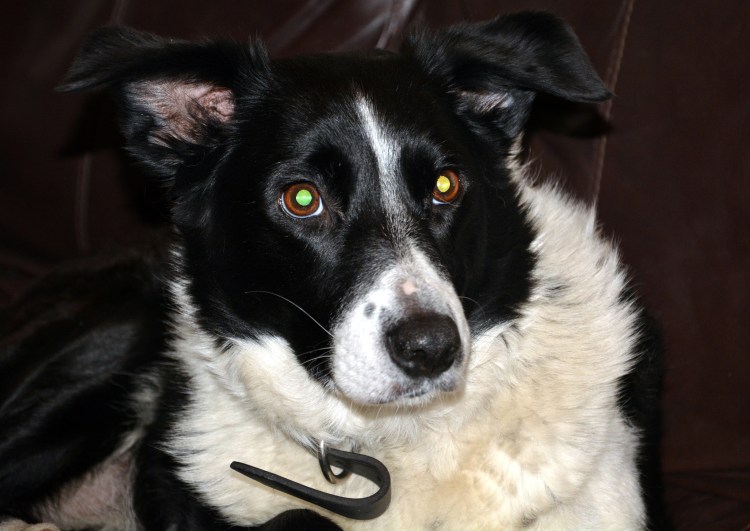 Черно белая овчарка порода