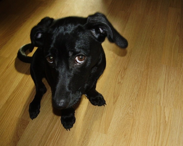 Маленькие черные собаки