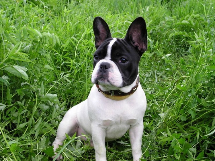 Французский бульдог пятнистый