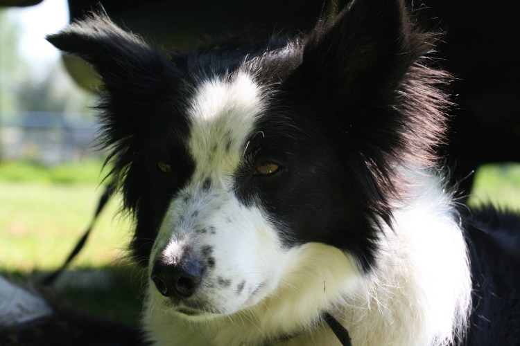 Бордер колли черный