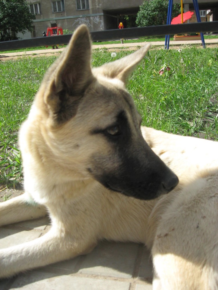 Бельгийская овчарка светлая