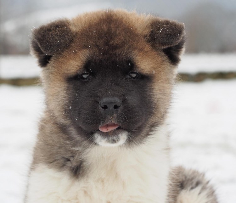 Большая японская собака американская Акита