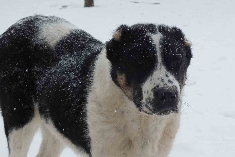 Среднеазиатская овчарка алабай черный